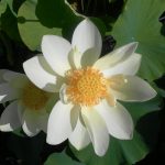 Nelumbo Perry's Giant Sunburst