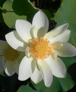Nelumbo Perry's Giant Sunburst