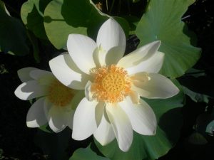 Nelumbo Perry's Giant Sunburst