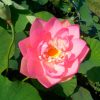 Nelumbo Perry's Locum