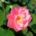 Nelumbo Perry's Locum