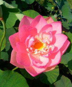 Nelumbo Perry's Locum