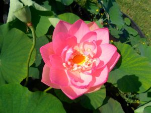 Nelumbo Perry's Locum