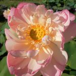 Nelumbo Perry's Super Star