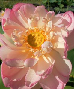 Nelumbo Perry's Super Star