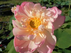 Nelumbo Perry's Super Star