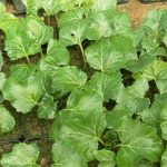Acanthus