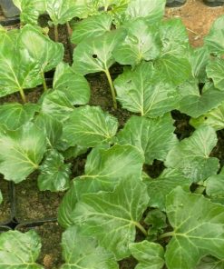 Acanthus