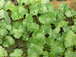 Acanthus