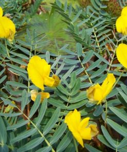 Aeschynomene Fluitans