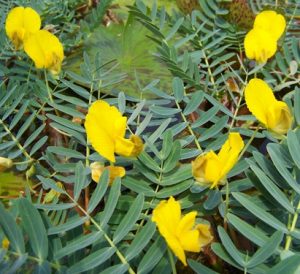 Aeschynomene Fluitans