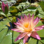 Nymphaea Afterglow