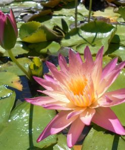 Nymphaea Afterglow