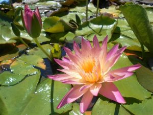 Nymphaea Afterglow