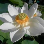 Nelumbo Alba Grandiflora