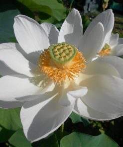 Nelumbo Alba Grandiflora