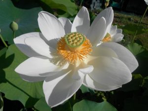 Nelumbo Alba Grandiflora