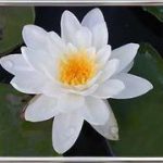 Nymphaea Alba plenissima