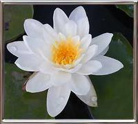 Nymphaea Alba plenissima