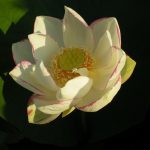 Nelumbo Alba Striata