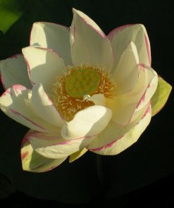 Nelumbo Alba Striata