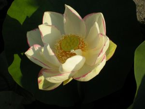 Nelumbo Alba Striata