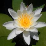 Nymphaea Albatros