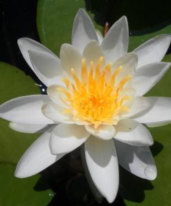 Nymphaea Albatros