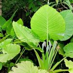 Alocasia