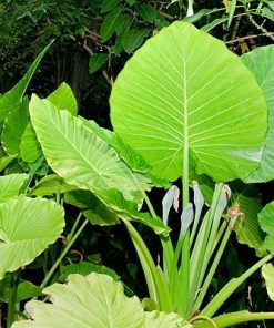 Alocasia