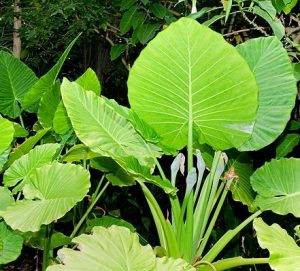 Alocasia