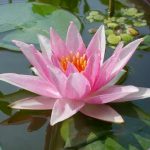 Nymphaea Amabilis