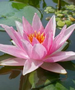 Nymphaea Amabilis