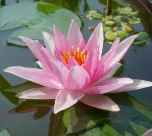 Nymphaea Amabilis