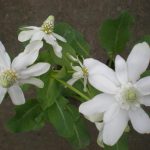 Anemopsis Californica
