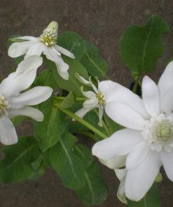 Anemopsis Californica