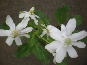 Anemopsis Californica