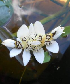 Aponogeton Dystachius