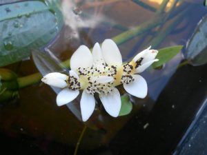 Aponogeton Dystachius
