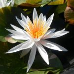 Nymphaea Arc-en-Ciel