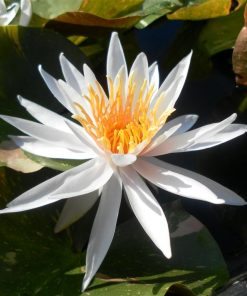 Nymphaea Arc-en-Ciel