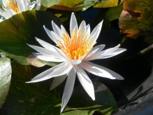 Nymphaea Arc-en-Ciel