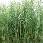 Arundo Donax