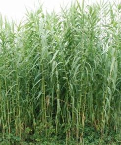 Arundo Donax