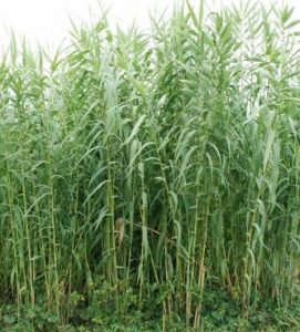 Arundo Donax