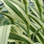 Arundo Donax Variegata