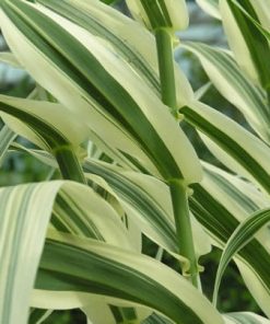 Arundo Donax Variegata