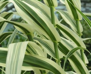 Arundo Donax Variegata