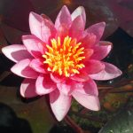 Nymphaea Atropurpurea
