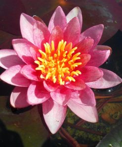 Nymphaea Atropurpurea